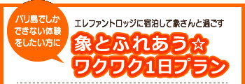 象とふれあう☆ワクワク1日プラン