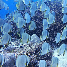 レンボンガン島DEマングローブ&シュノーケリング