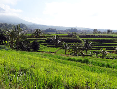 世界遺産ジャティルイ&ランチ